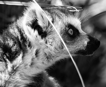 Close-up of dog looking away