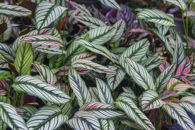 Full frame shot of plants