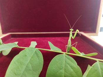 Close-up of insect on plant