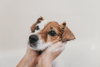 Cropped hands of person bathing dog