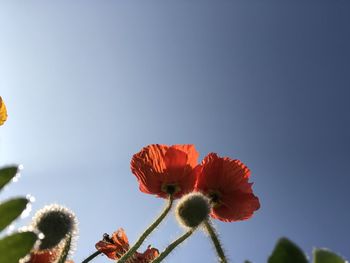 Close-up of red flowering plant against clear sky