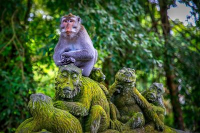 Lion sitting on tree trunk