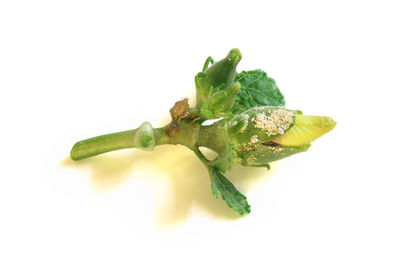 Close-up of leaf against white background