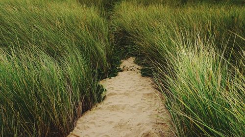 Grass growing on sandy field