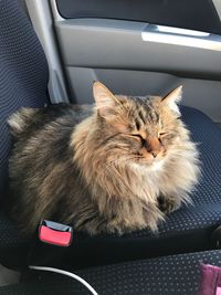 Cat sitting in car