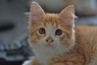 Close-up portrait of cat