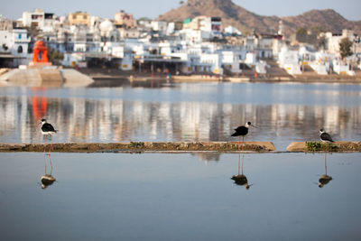 Reflection of birds on water