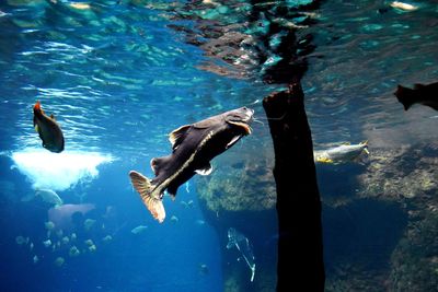 Fish swimming in sea