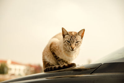 Portrait of cat sitting on car