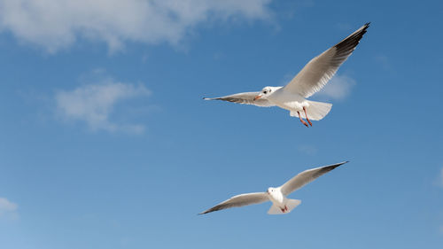 Low angle view of birds flying against blue sky