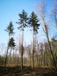 Low angle view of trees in forest against sky