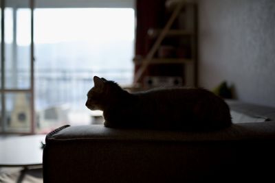 Cat sitting on floor at home