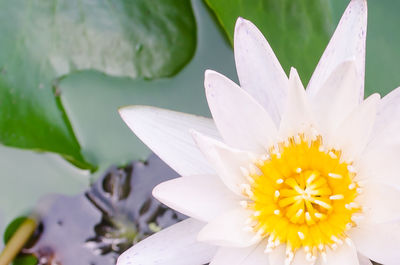 Close-up of flower blooming outdoors