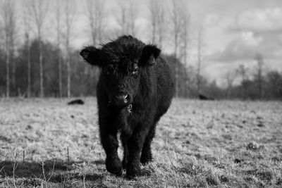 Black and white photo of galloway calf in pasture with clouds and grass.