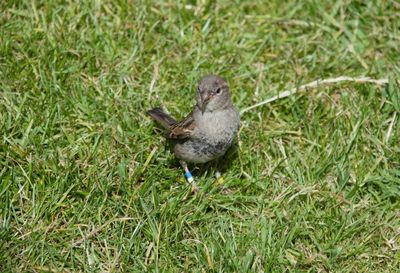 High angle view of bird on field