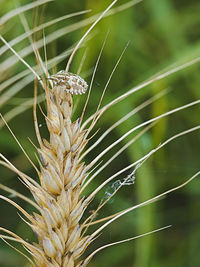 Close-up of wilted plant