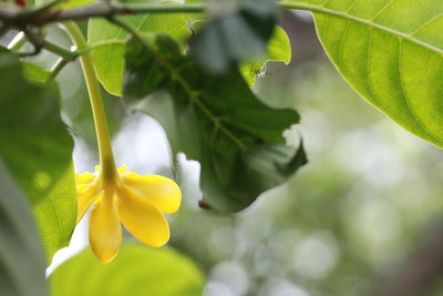 Close-up of yellow flowering plant