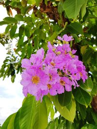 Low angle view of purple flowers blooming on tree