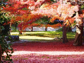 View of flowering trees in park during autumn