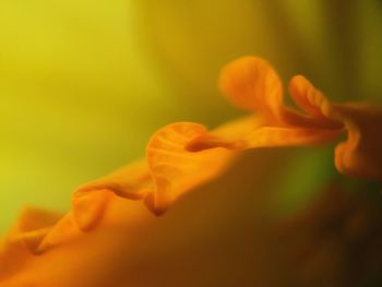 Close-up of yellow flower blooming