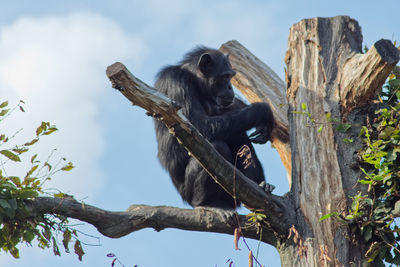 Low angle view of monkey sitting on tree
