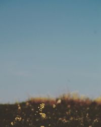 Flowers growing in field