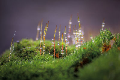 Close-up of flowering plants on field