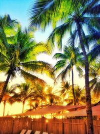 Palm trees against sky