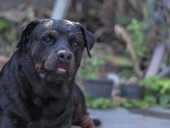 Close-up portrait of black dog