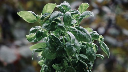 Close-up of green plant