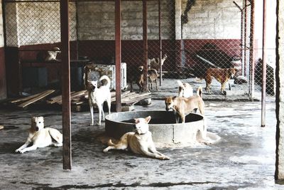 Dogs relaxing on floor