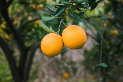 Close-up of orange fruits on tree