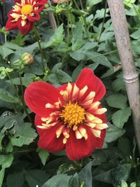 Close-up of red flowering plants