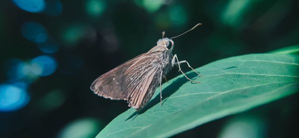 Butterfly on leaf