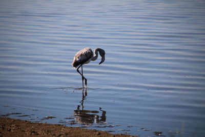 Bird standing in a lake