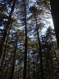 Low angle view of trees in forest