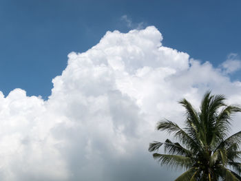 Low angle view of coconut palm tree against sky