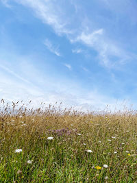 Scenic view of field against sky