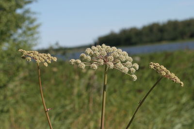 Close-up of plants