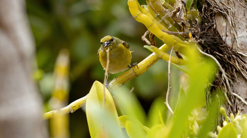 Close-up of bird perching on plant