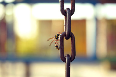 Close-up of a wasp and rusty chain