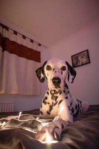 Portrait of dog relaxing on bed at home