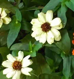 Close-up of white flowers