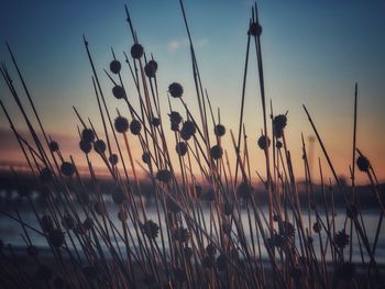 Close-up of plants growing on field against sky