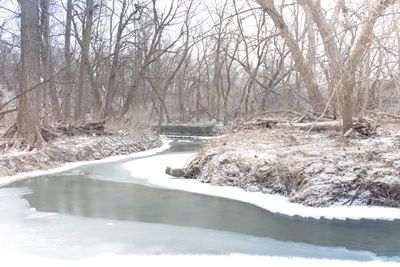 Frozen river amidst bare trees during winter