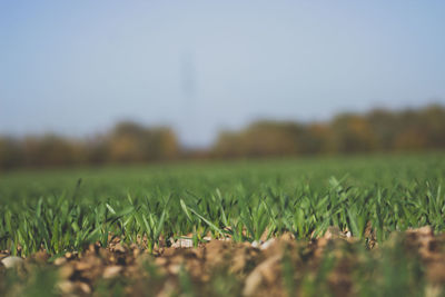 Close-up of grass on field against clear sky