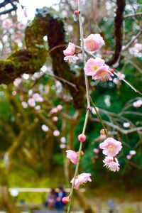 Close-up of pink flowers blooming on tree