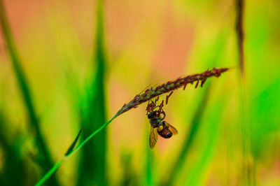 Close-up of insect on grass