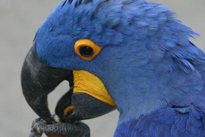 Close-up of blue parrot