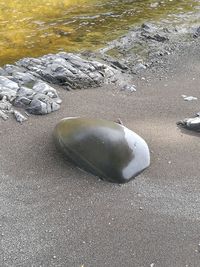 High angle view of turtle swimming in sea